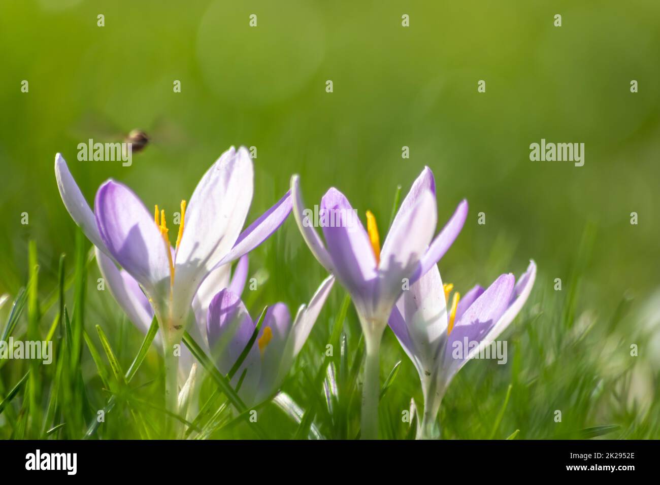Filigree pink crocus flower blossoms in green grass are pollinated by flying insects like honey bees or flies in spring time as close-up macro with blurred background in garden landscape blooming wild Stock Photo