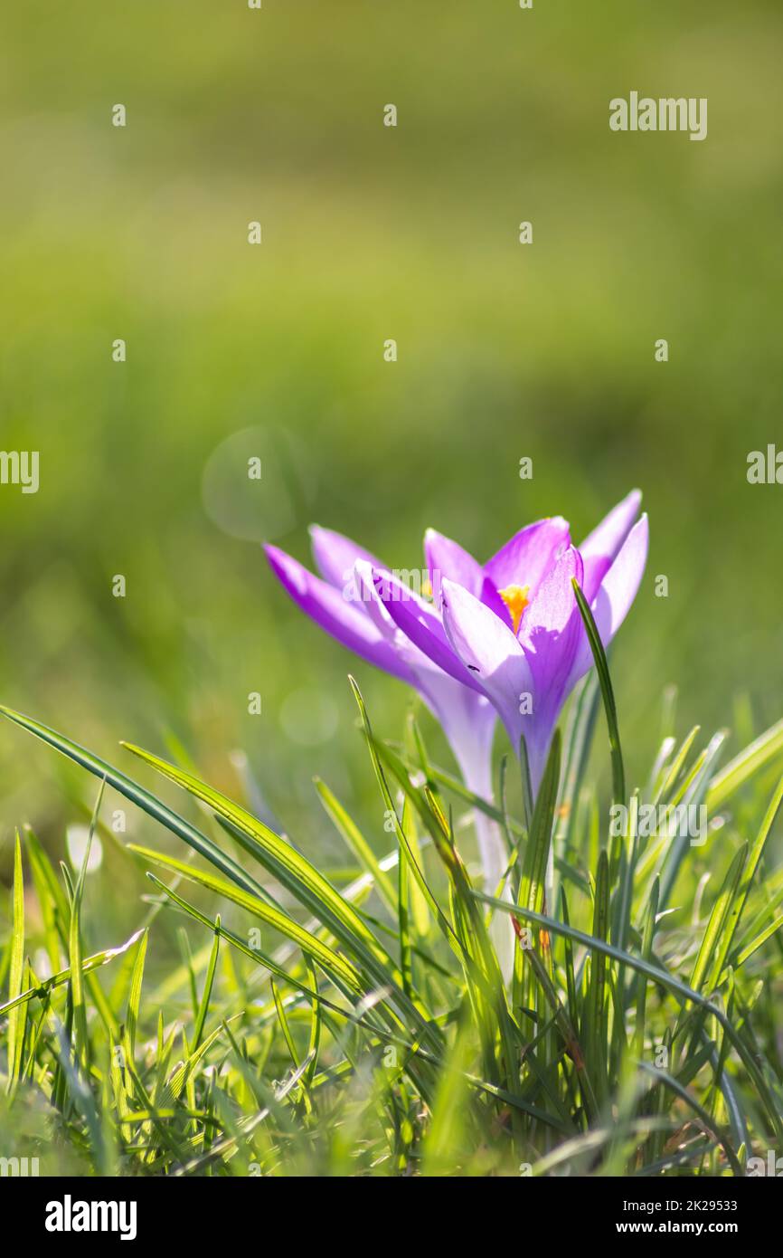 Filigree pink crocus flower blossoms in green grass are pollinated by flying insects like honey bees or flies in spring time as close-up macro with blurred background in garden landscape blooming wild Stock Photo