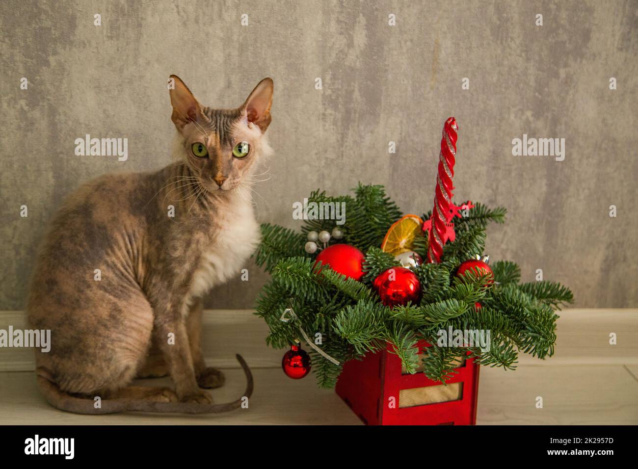 A sphinx cat with a down on its chest of a red - gray color with yellow - green eyes sits against a gray wall and a basket with a Christmas tree and Christmas toys Stock Photo