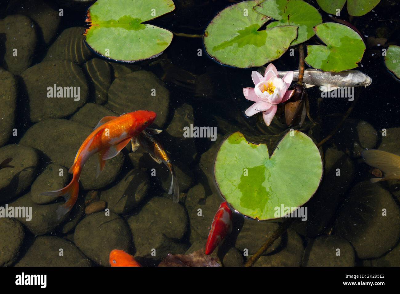 Koi Carp Fish swims among water lily in the water Stock Photo