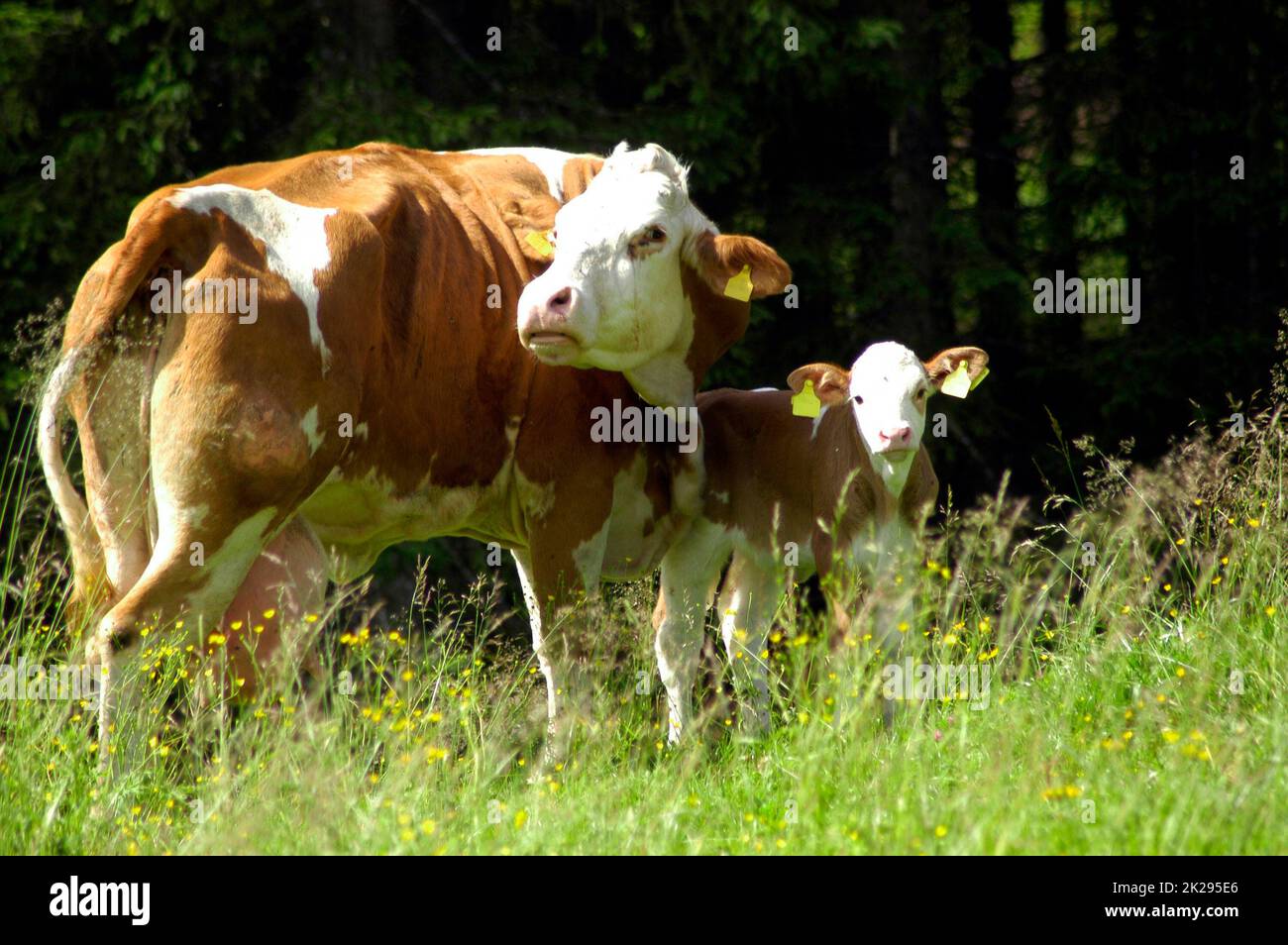 Animal husbandry, cows grazing on a green meadow Stock Photo