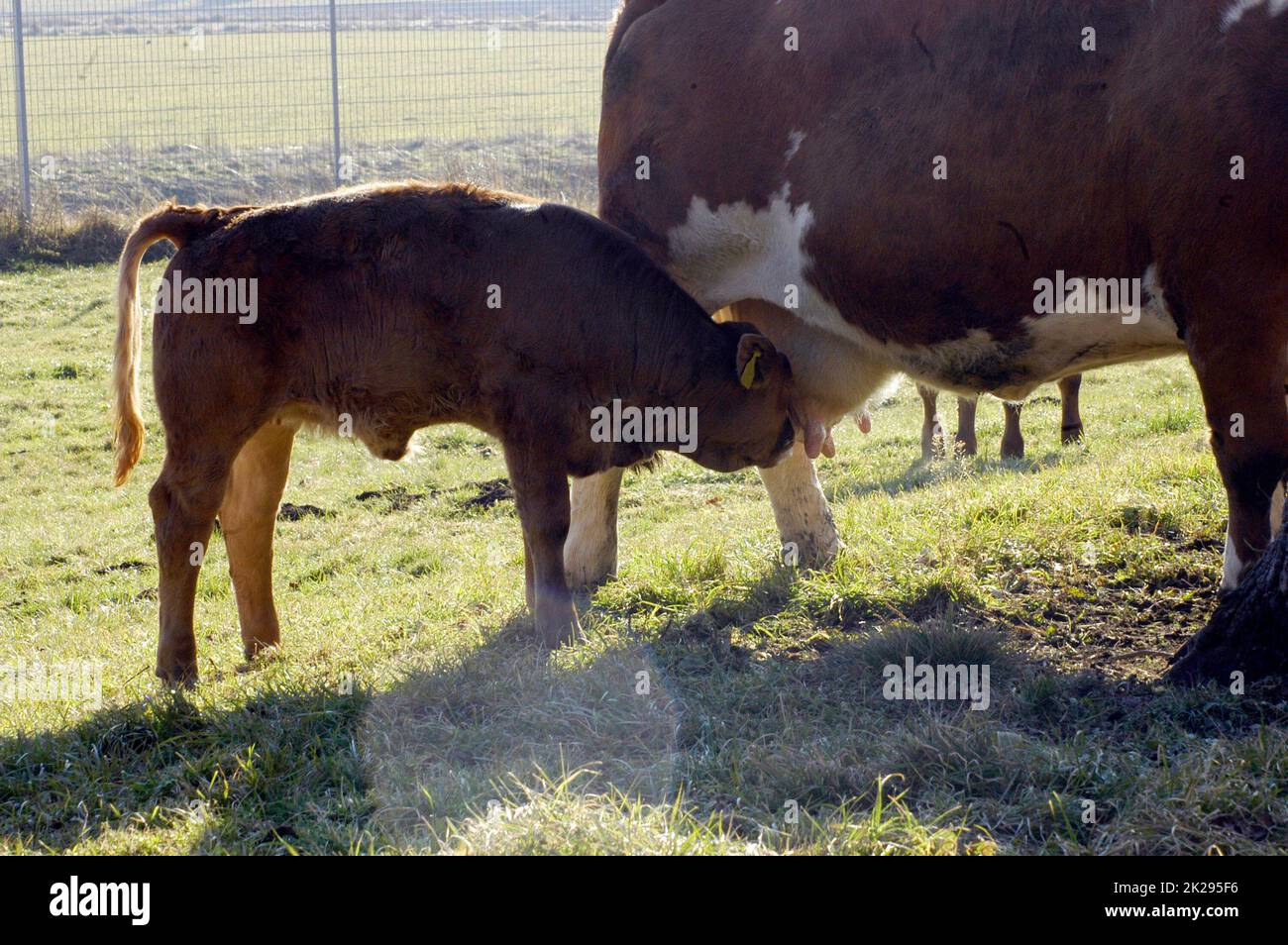 Animal husbandry, cows grazing on a green meadow Stock Photo