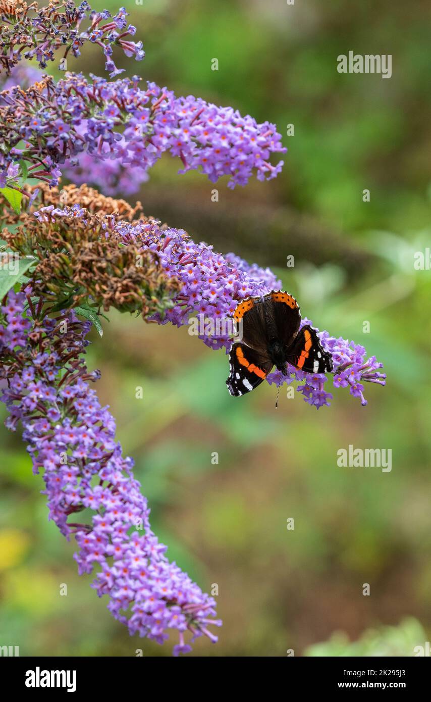 Red Admiral butterfly nectaring on Buddleia flowers Stock Photo