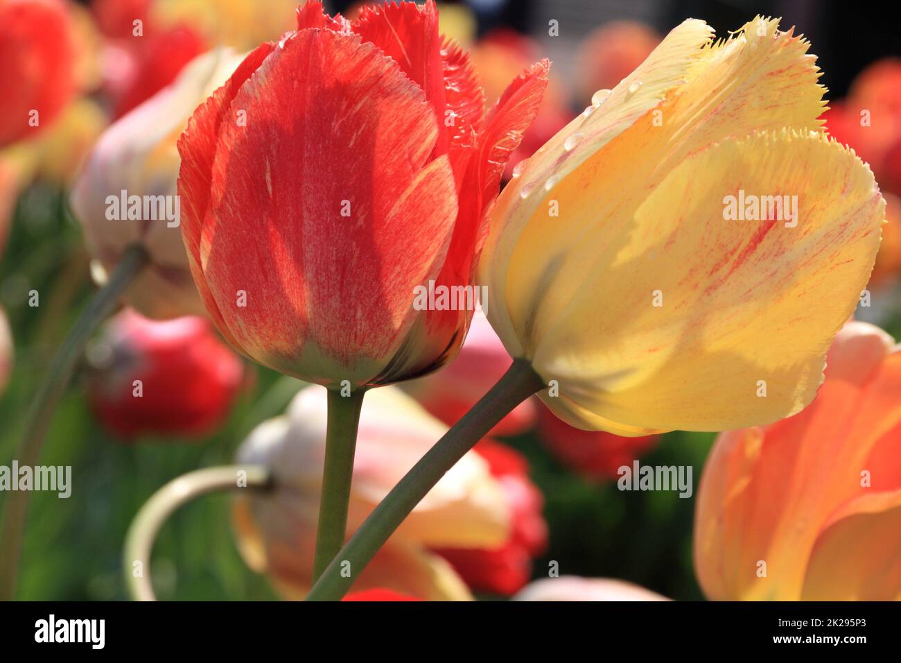 Red and yellow tulips Stock Photo