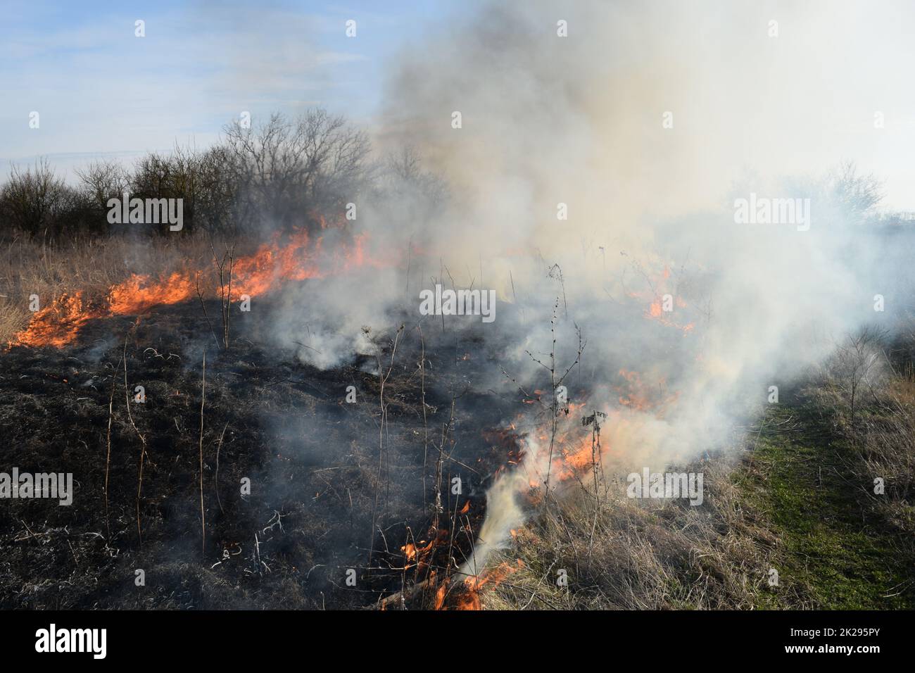 Burning dry grass and reeds. Cleaning the fields and ditches of the thickets of dry grass Stock Photo