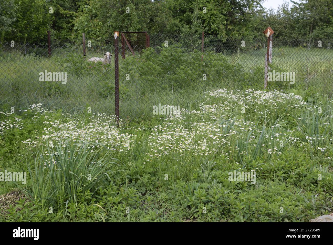 Flowering chamomile in the garden. Medicinal chamomile Stock Photo - Alamy