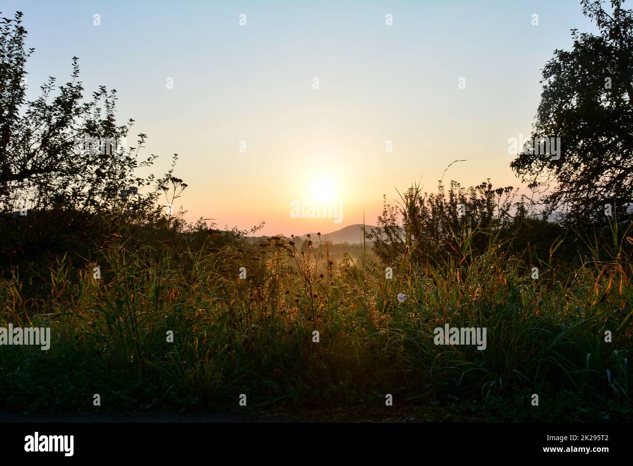 Trees sun nature background hi-res stock photography and images - Alamy
