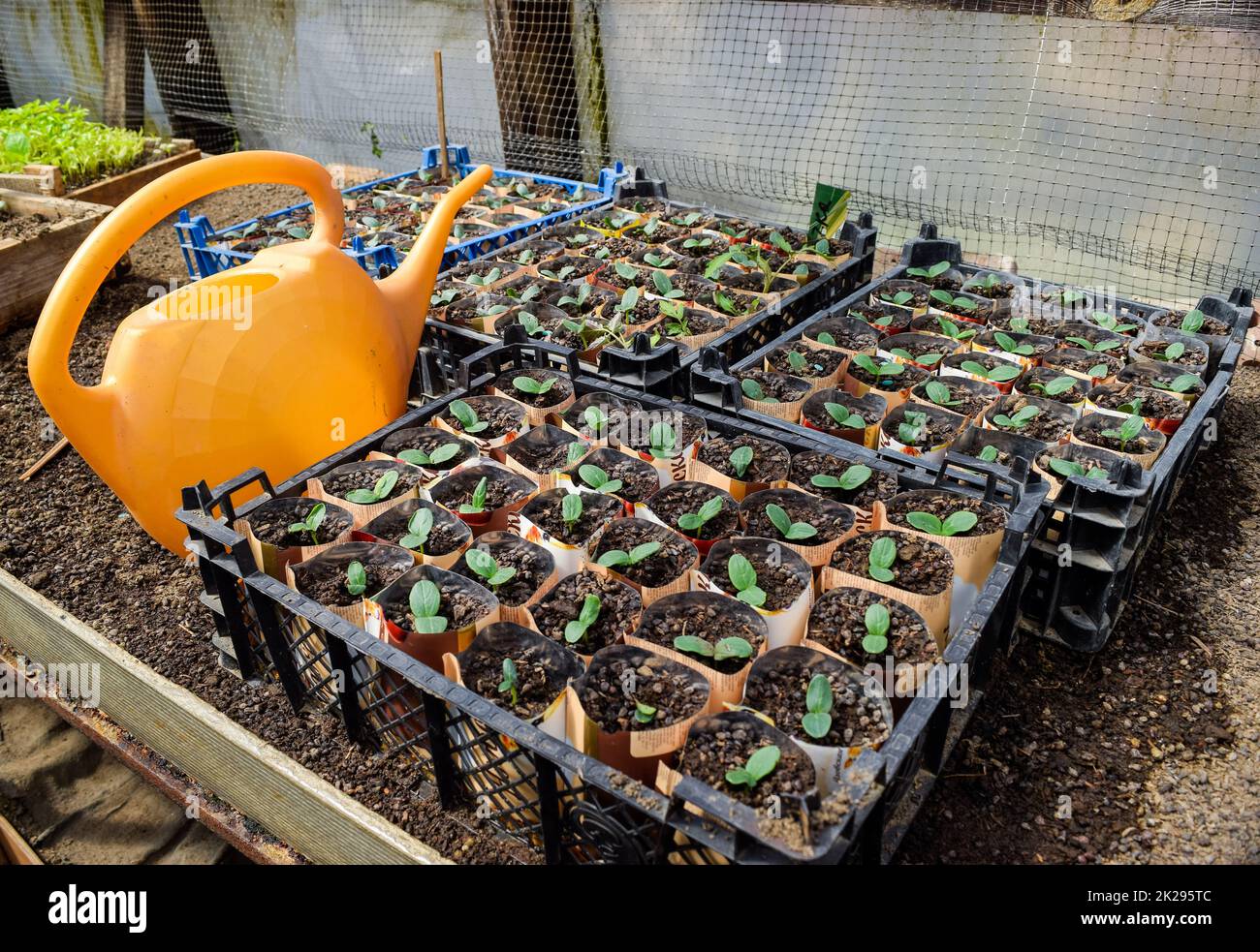 Shoots of cucumbers. Dicotyledonous leaves. Seedlings cucumbers. Stock Photo