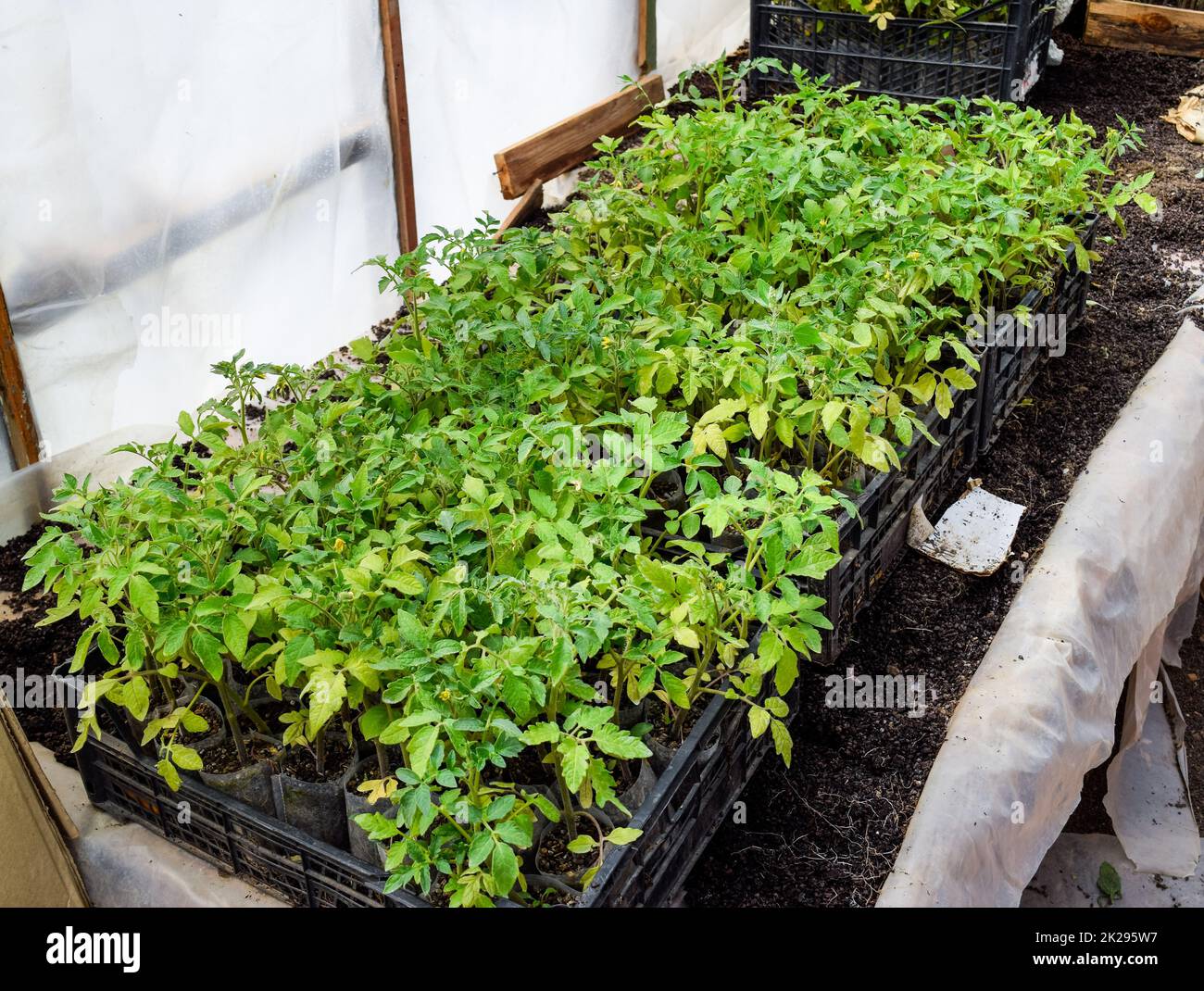 Seedlings of tomato. Growing tomatoes in the greenhouse Stock Photo - Alamy