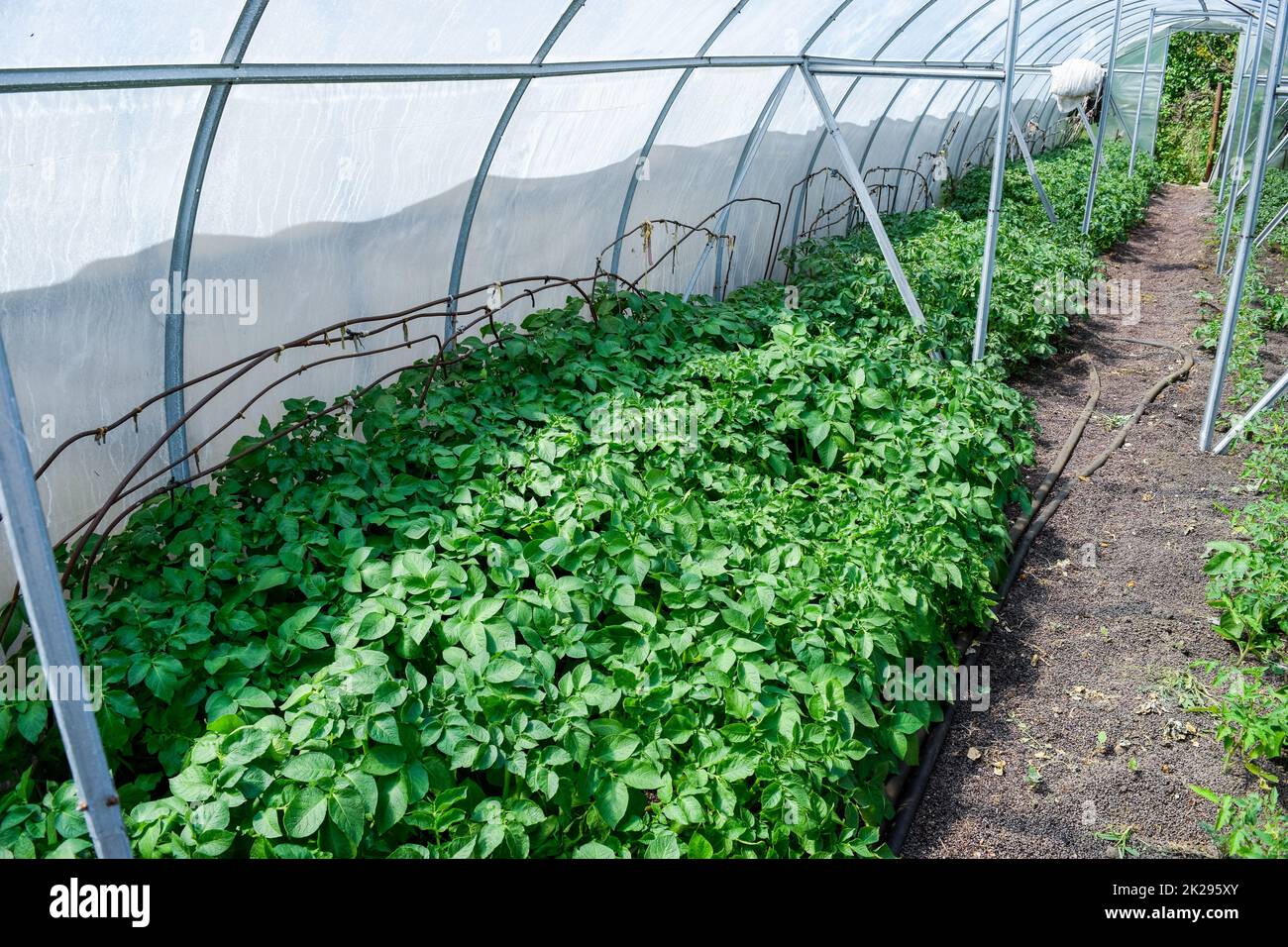 Growing potatoes in bags hi-res stock photography and images - Alamy