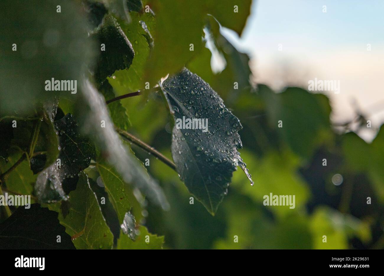 Rain on Leaves Stock Photo