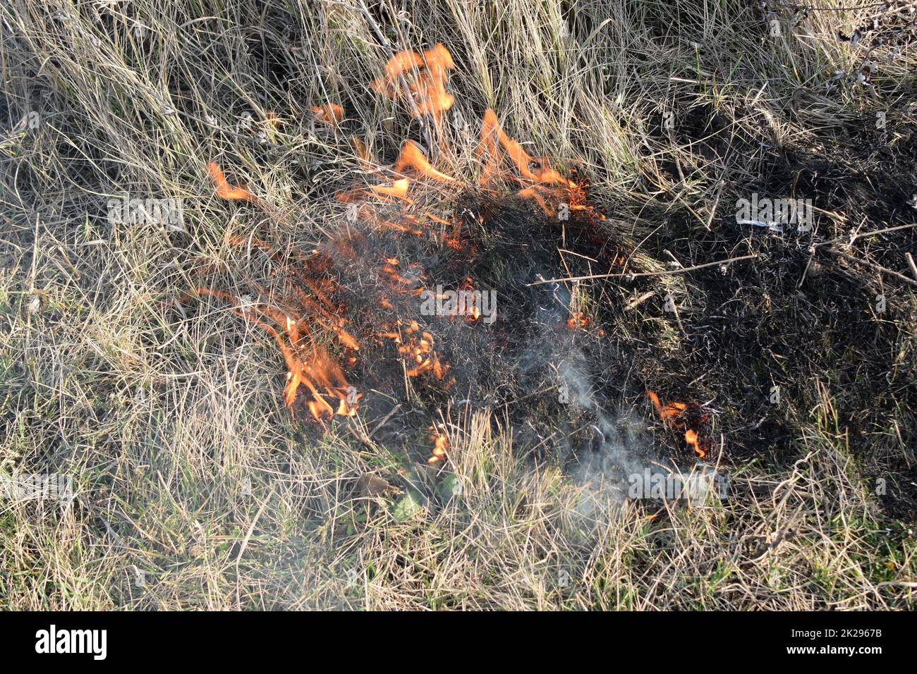 Burning dry grass and reeds. Cleaning the fields and ditches of the thickets of dry grass Stock