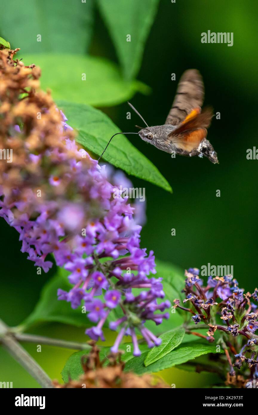 Hummingbird Hawk-moth nectaring on Buddleia flowers. Stock Photo