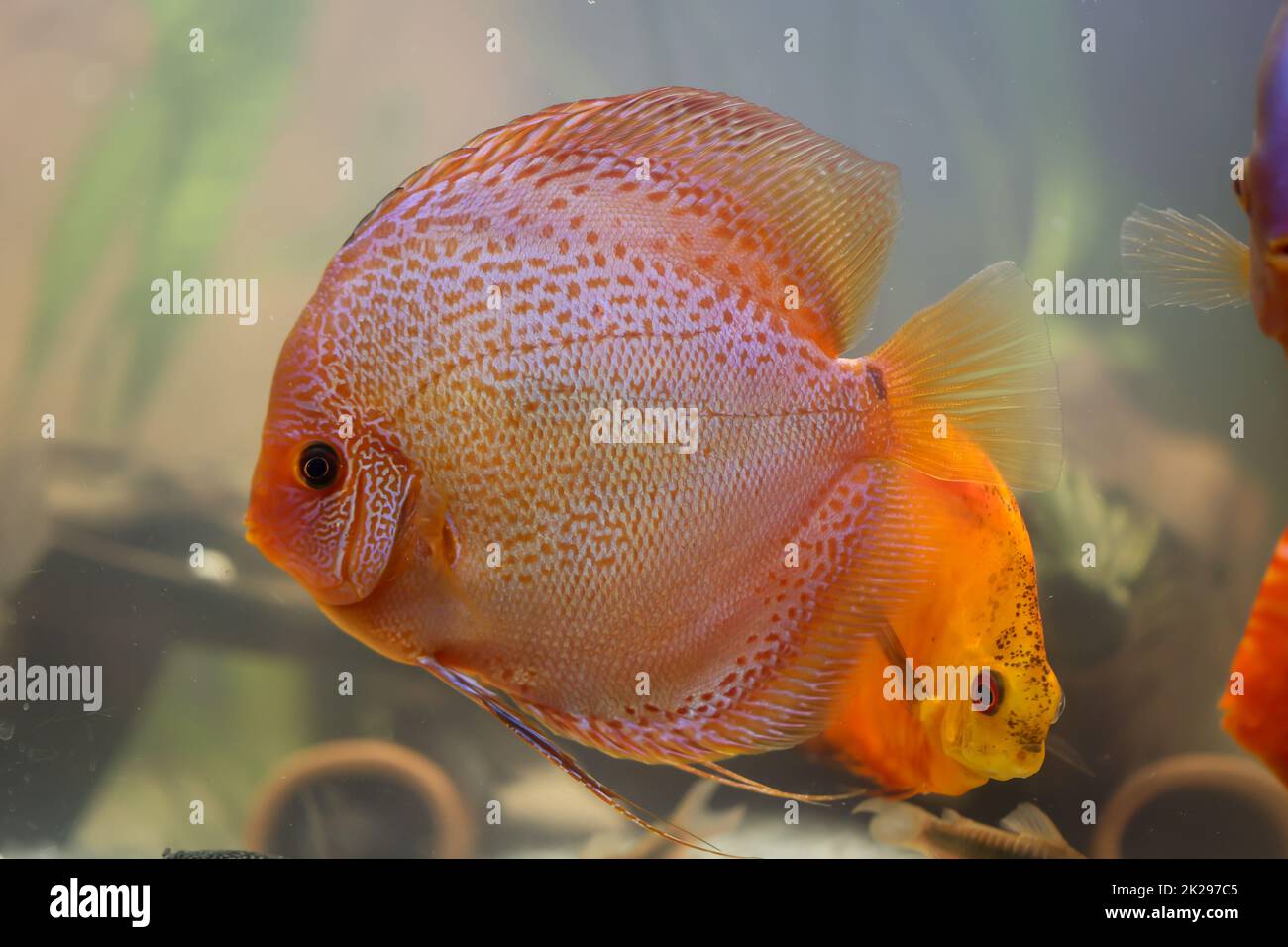 A discus fish in an aquarium. Discus fish originate from the Amazon