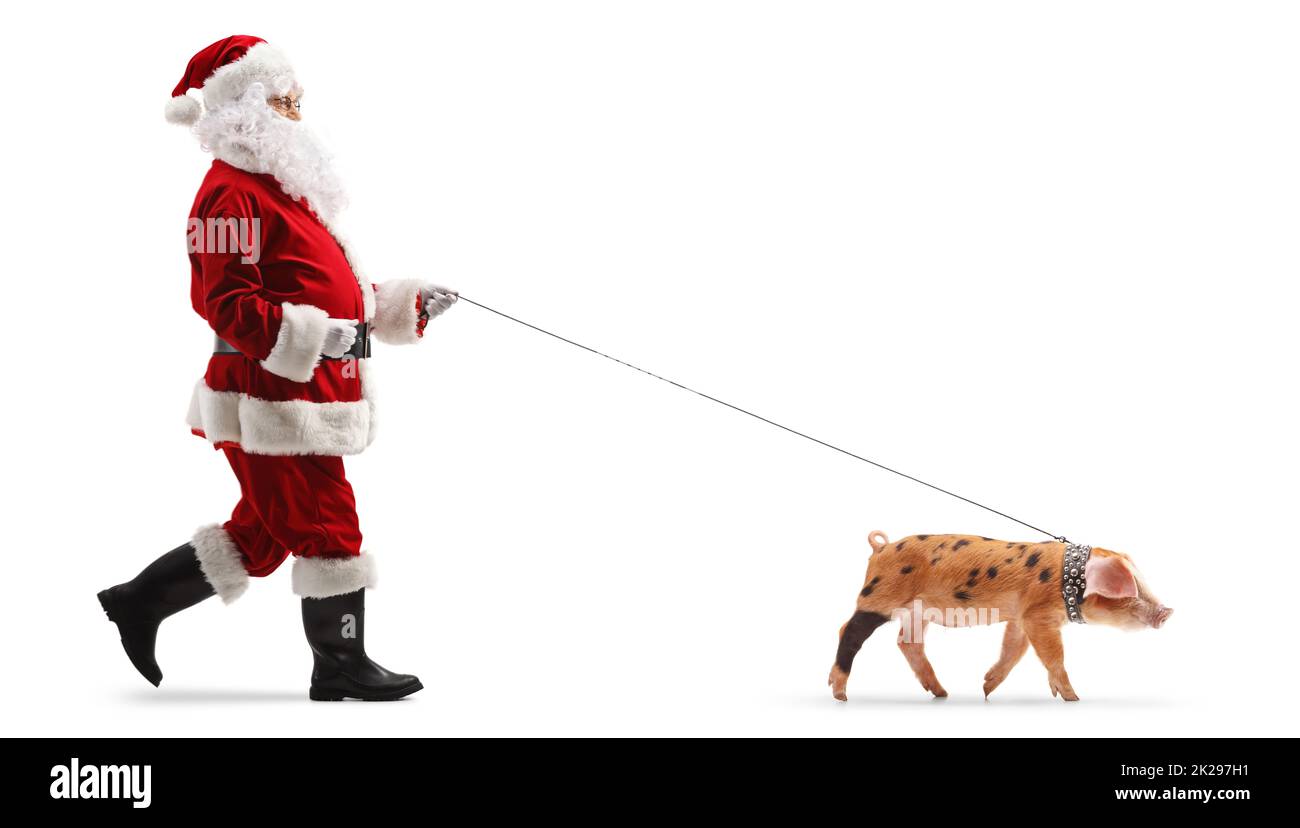 Santa claus walking a pig pet on a lead isolated on white background Stock Photo