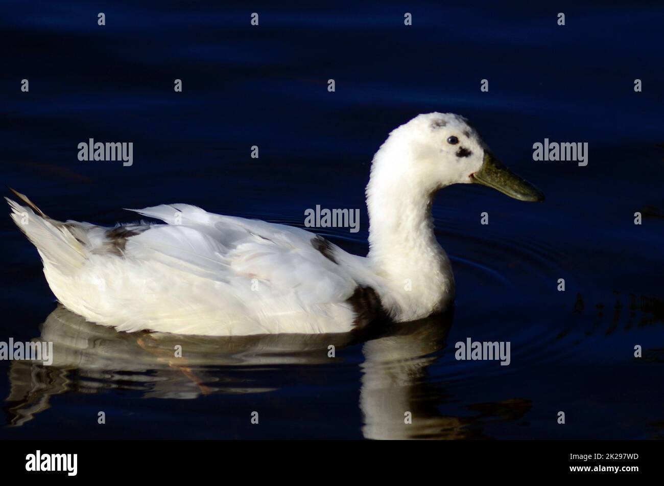 A white duck at the lake Stock Photo