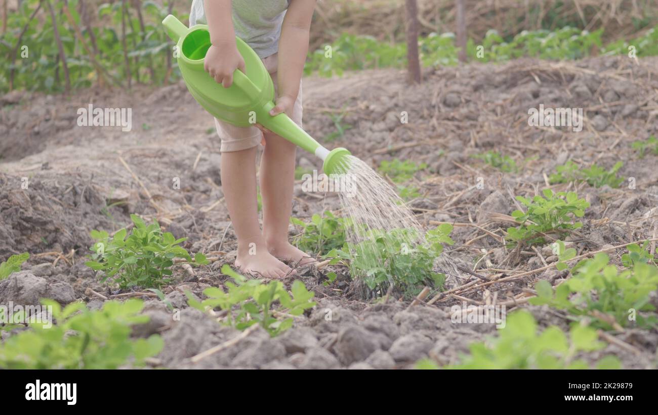 Asian little child boy preschool growing to learn watering the plant tree outside. Kid planting and waters vegetables on garden, Forestry environments concept Stock Photo