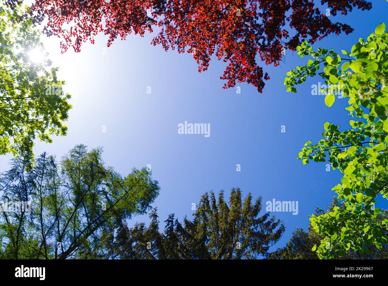 Spring Tree Colored Beautiful trees different colors hi-res stock photography and images ...