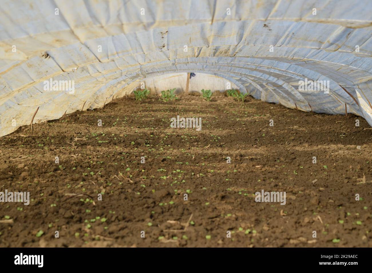 Greenhouses made of polymer film. Early spring in the garden ...