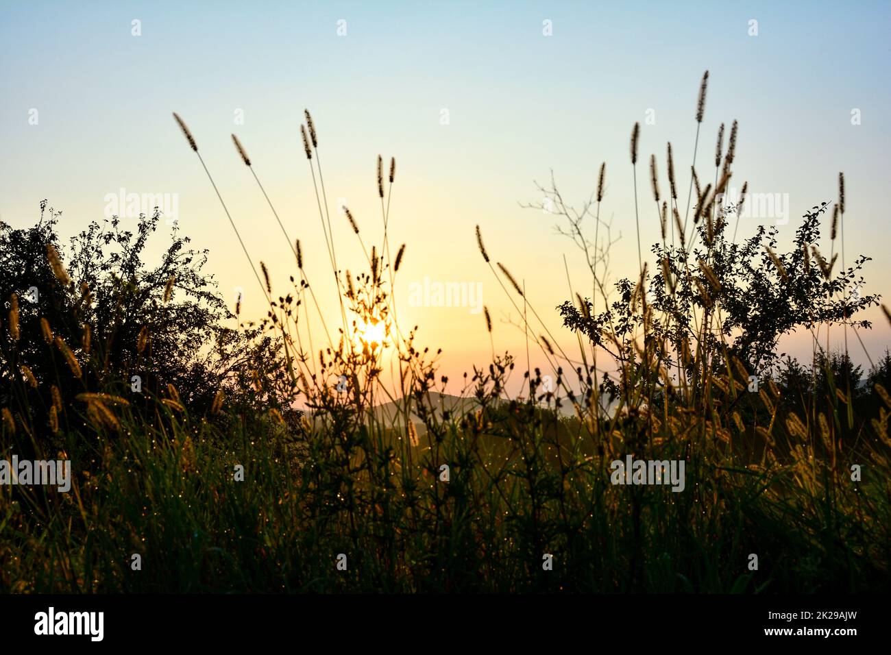 Tall grass in the sun hi-res stock photography and images - Alamy
