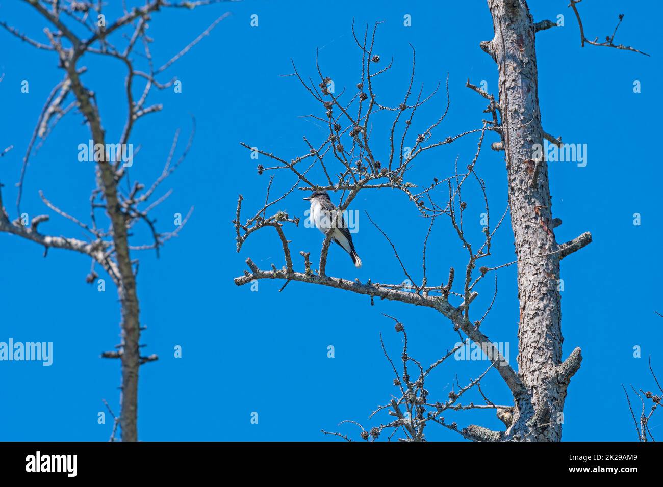 An Eastern Kingbird In a Scraggly Tree Stock Photo