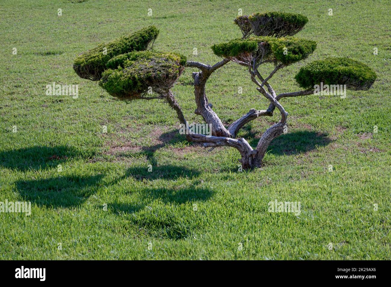 A conifer cut as a bonsai on a lawn. Stock Photo