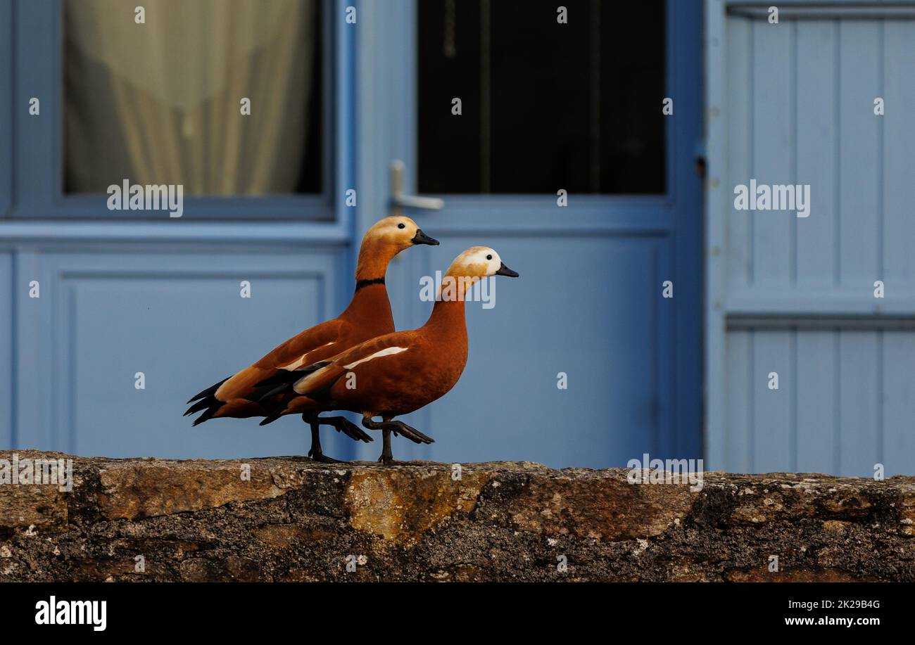 Two beautiful ducks synchronized Stock Photo