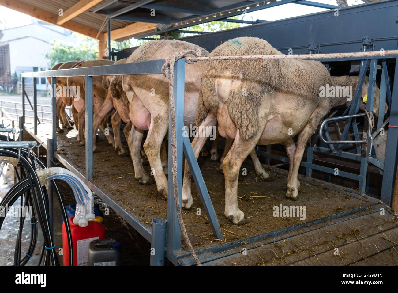 milking sheep on the farm Stock Photo Alamy