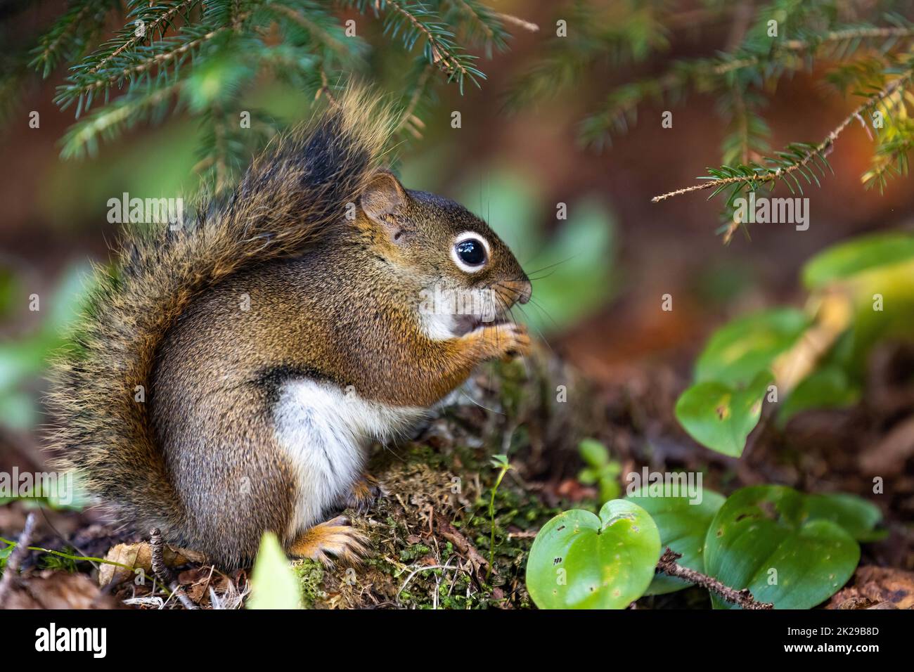 Cute fluffy looking close up squirrel portrait in the forest Stock Photo