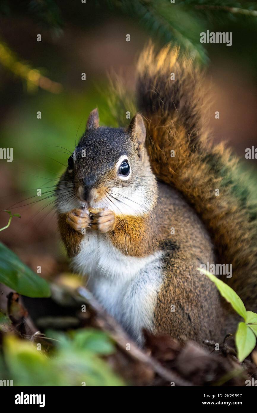 Cute fluffy looking close up squirrel portrait in the forest Stock Photo