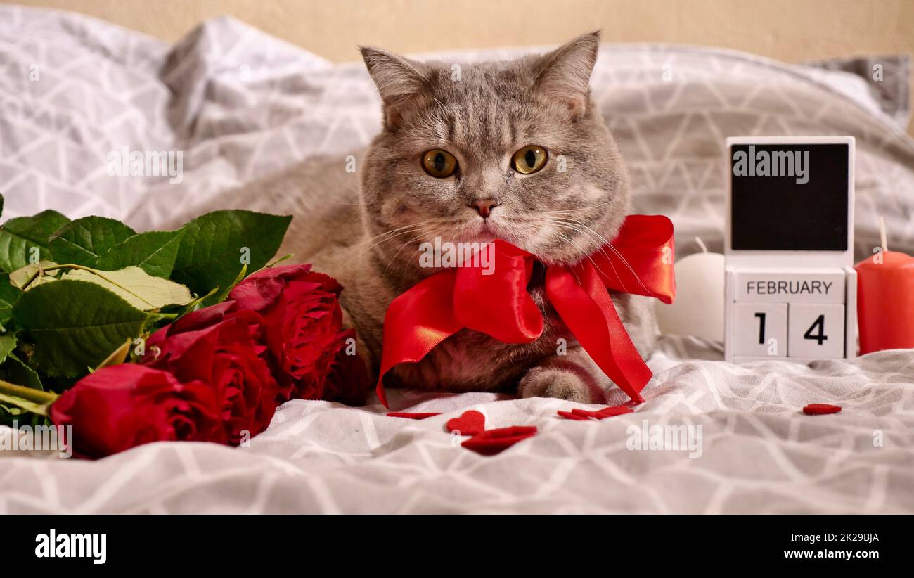 Romantic valentines day at home with pet cat in bed Stock Photo - Alamy