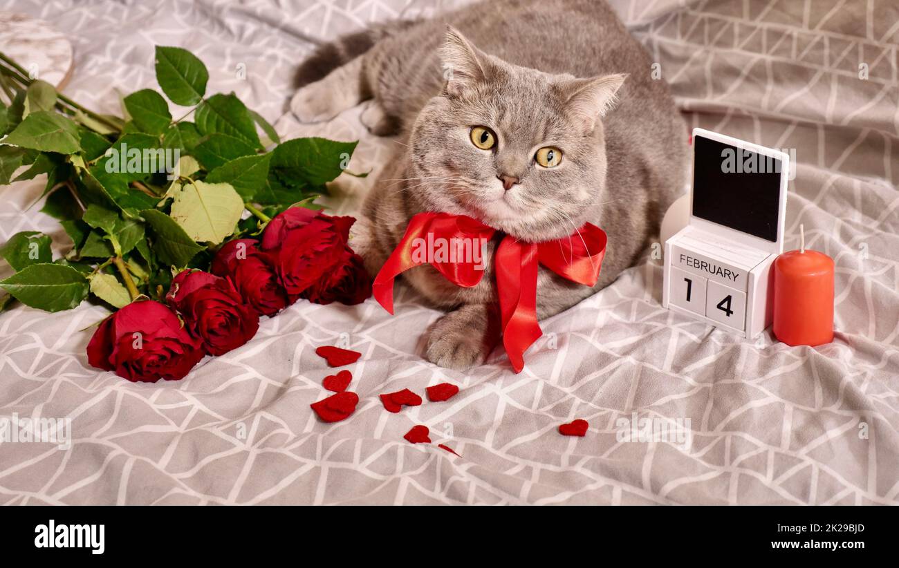 Romantic valentines day at home with pet cat in bed Stock Photo