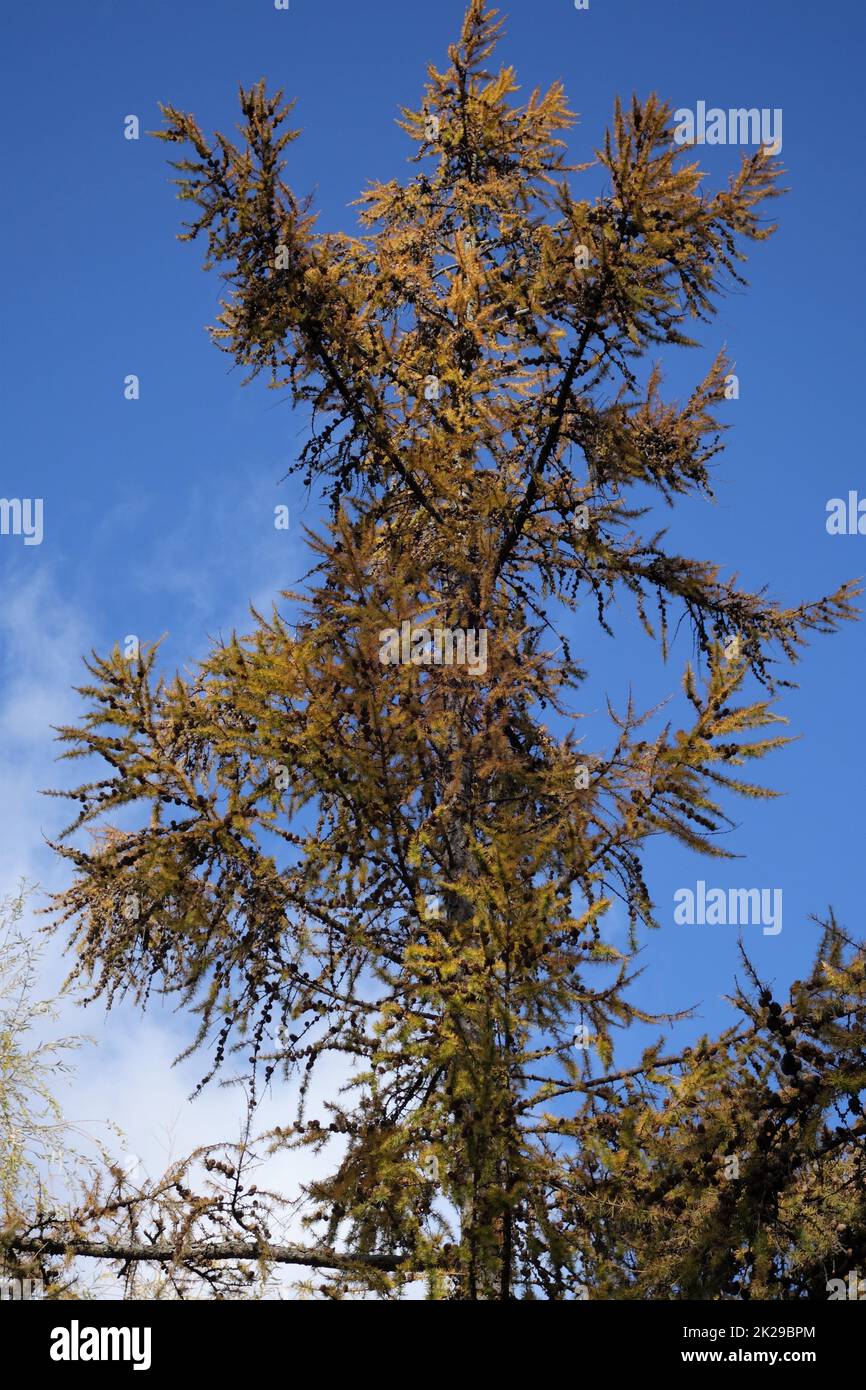 larch with brown needles against a blue sky Stock Photo