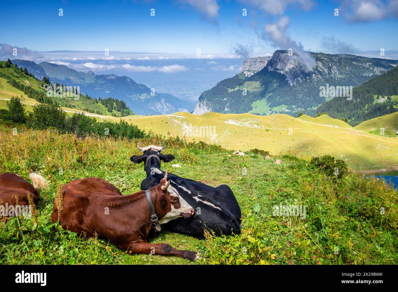 Cows in a mountain field. The Grand-Bornand, France Stock Photo - Alamy