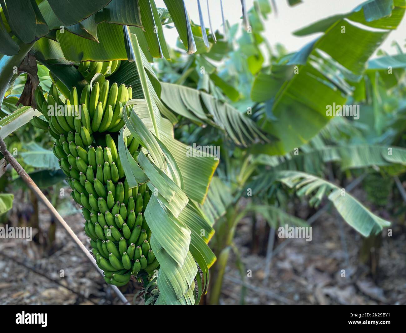 Banana plantation Banana trees in the garden by the sea, Tenerife