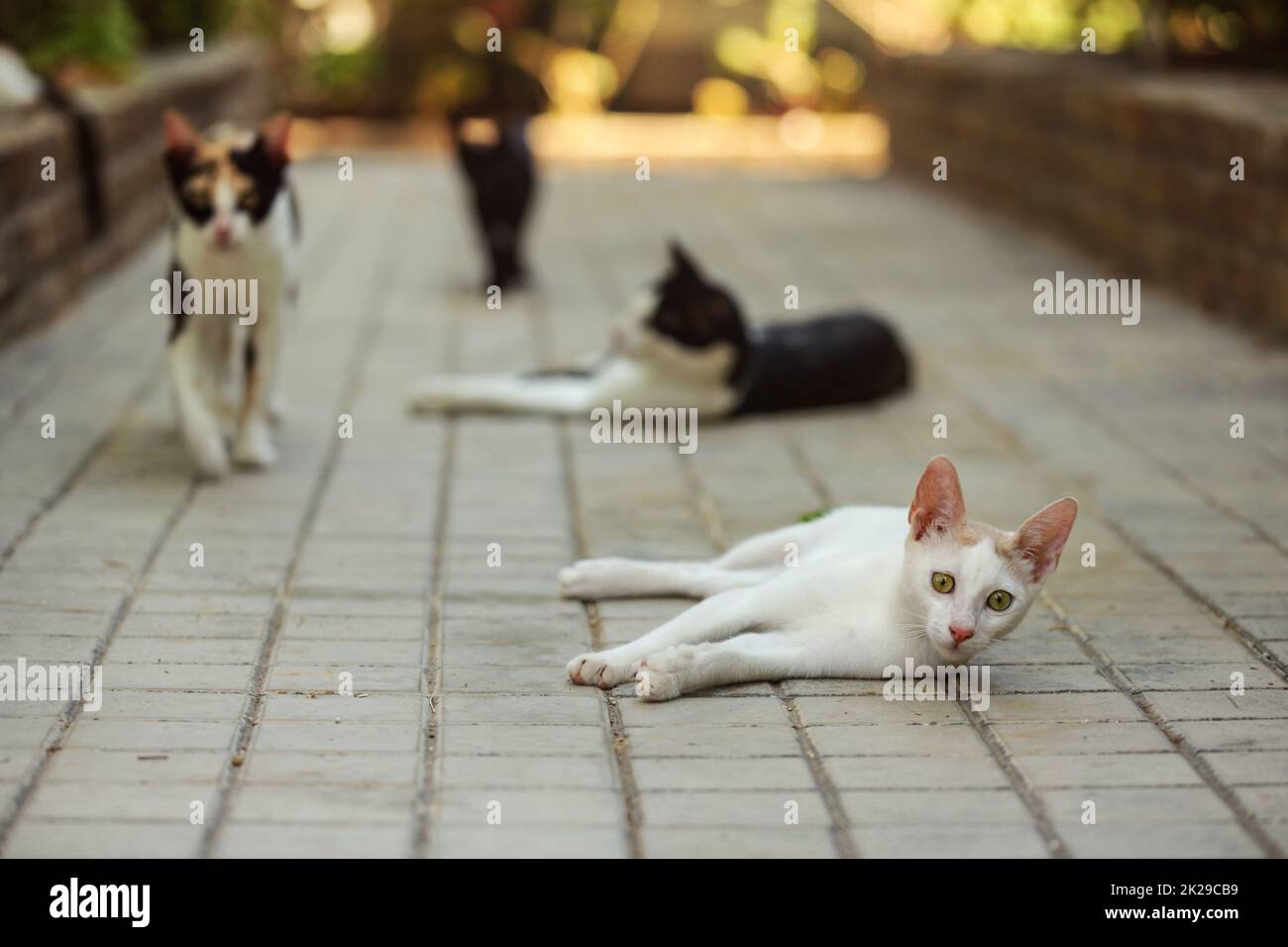 White stray cat laying on concrete pavement in hotel resort, more cats in background. Stock Photo