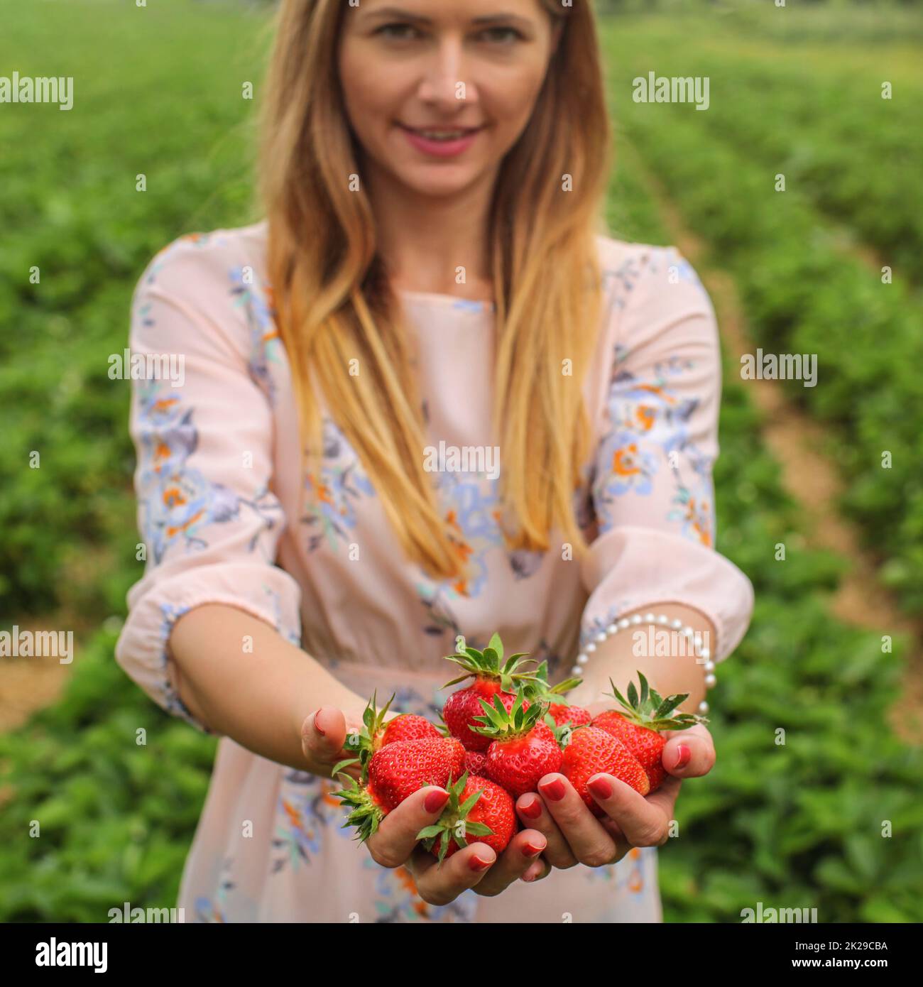 Young woman in pink dress holding two hands full of freshly picked strawberries, self harvesting strawberry farm in background. Stock Photo