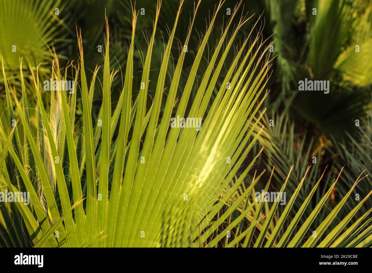 Shallow depth of field photo - palm leaves, lit by evening sun. Abstract tropical background. Stock Photo