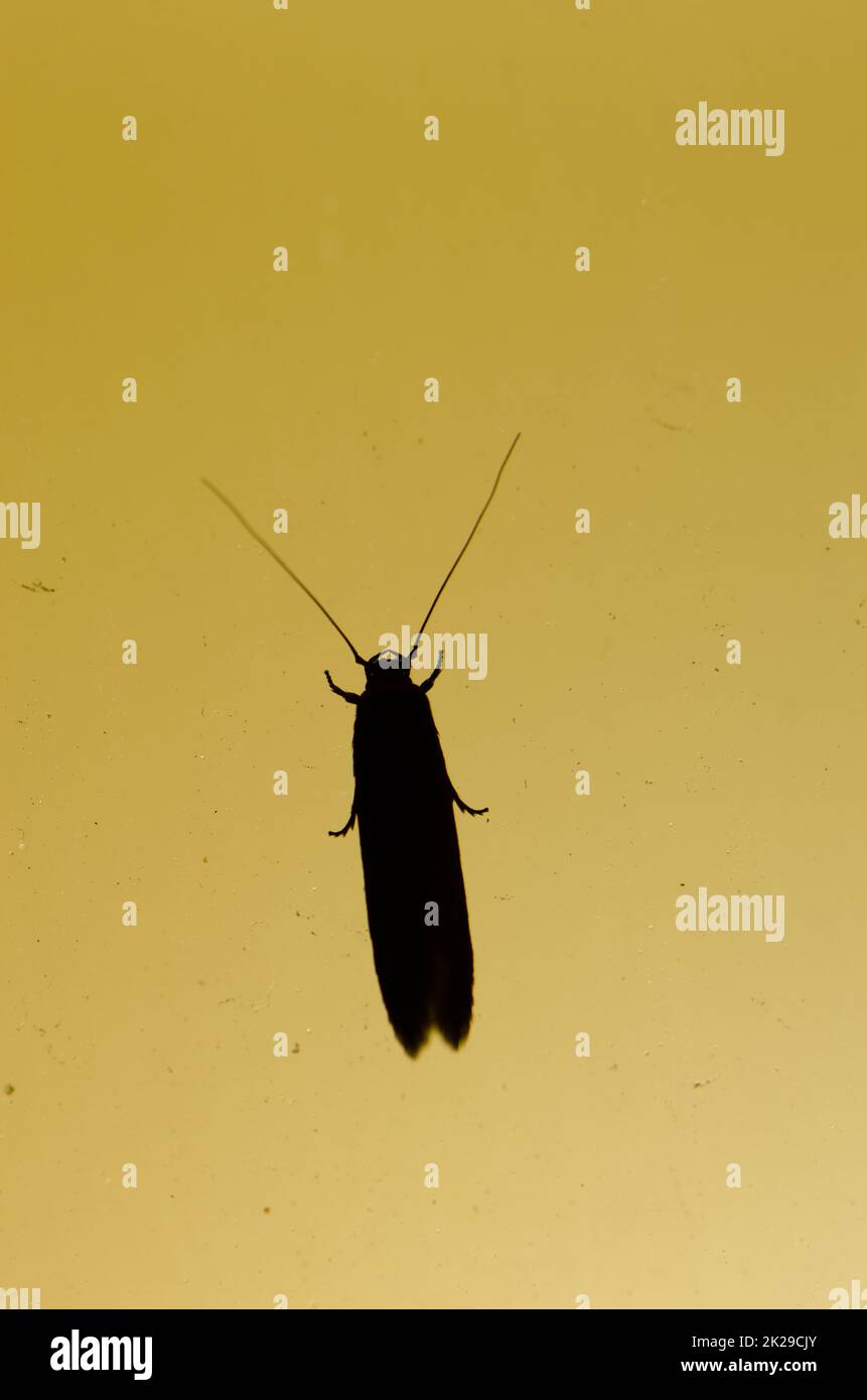 Casebearing clothes moth Tinea pellionella Stock Photo Alamy