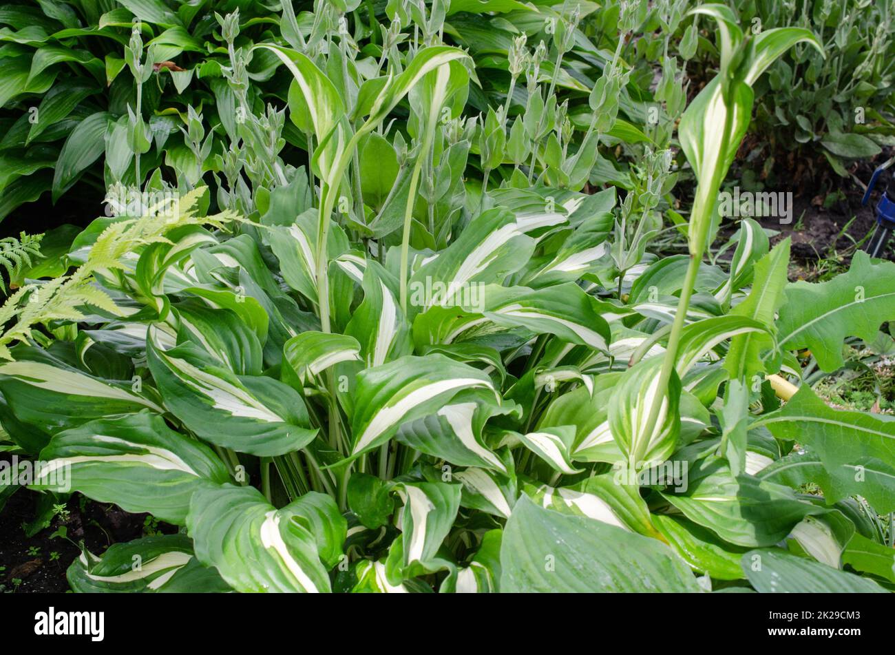 Green bush of Hosta with variegated leaves and beautiful flowers for garden. Stock Photo