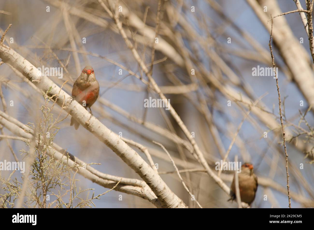 Common waxbills on a tree. Stock Photo