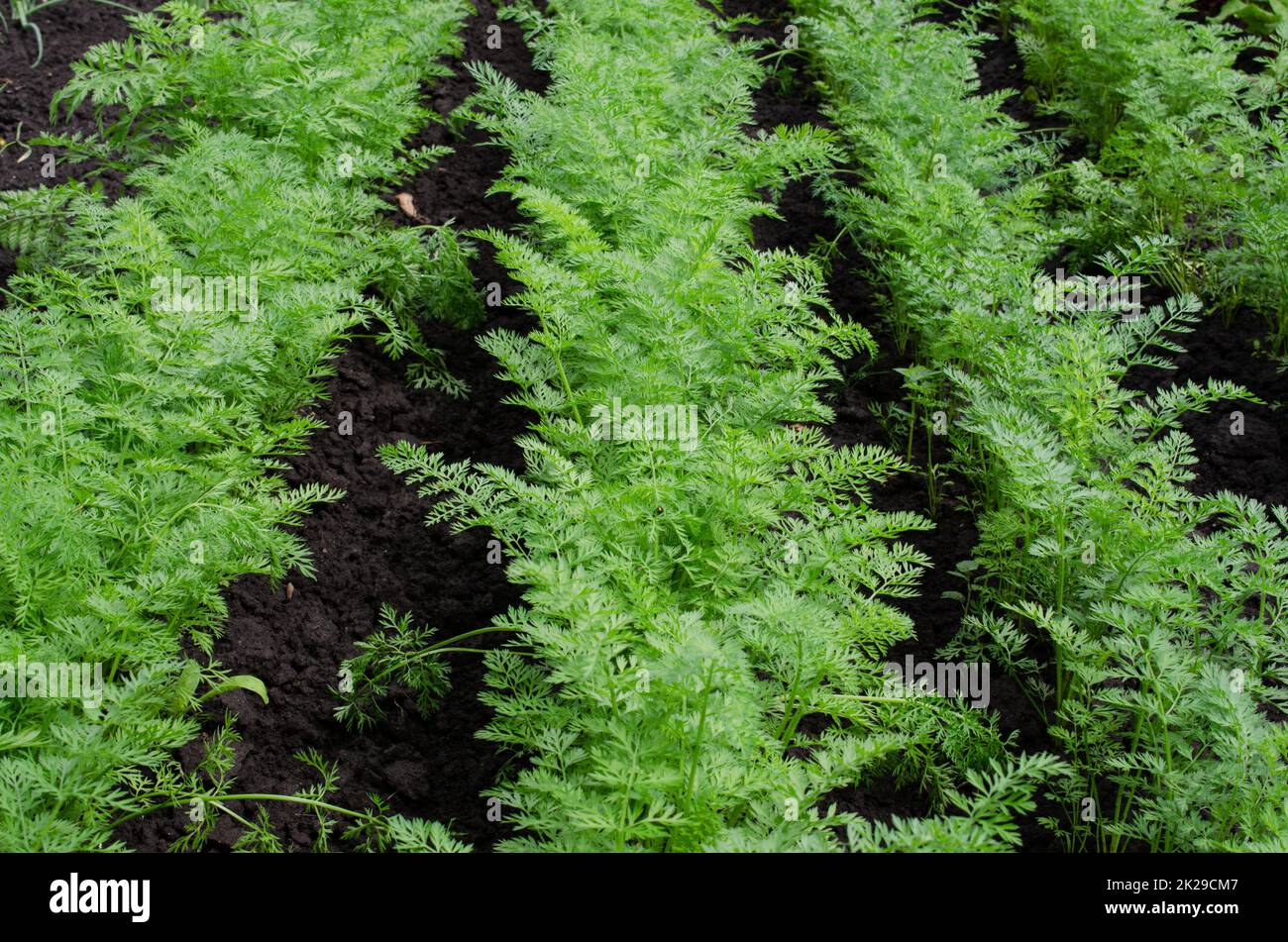 Fresh Organic Carrot Growing in Garden Carrot on Garden Bed Stock Photo ...