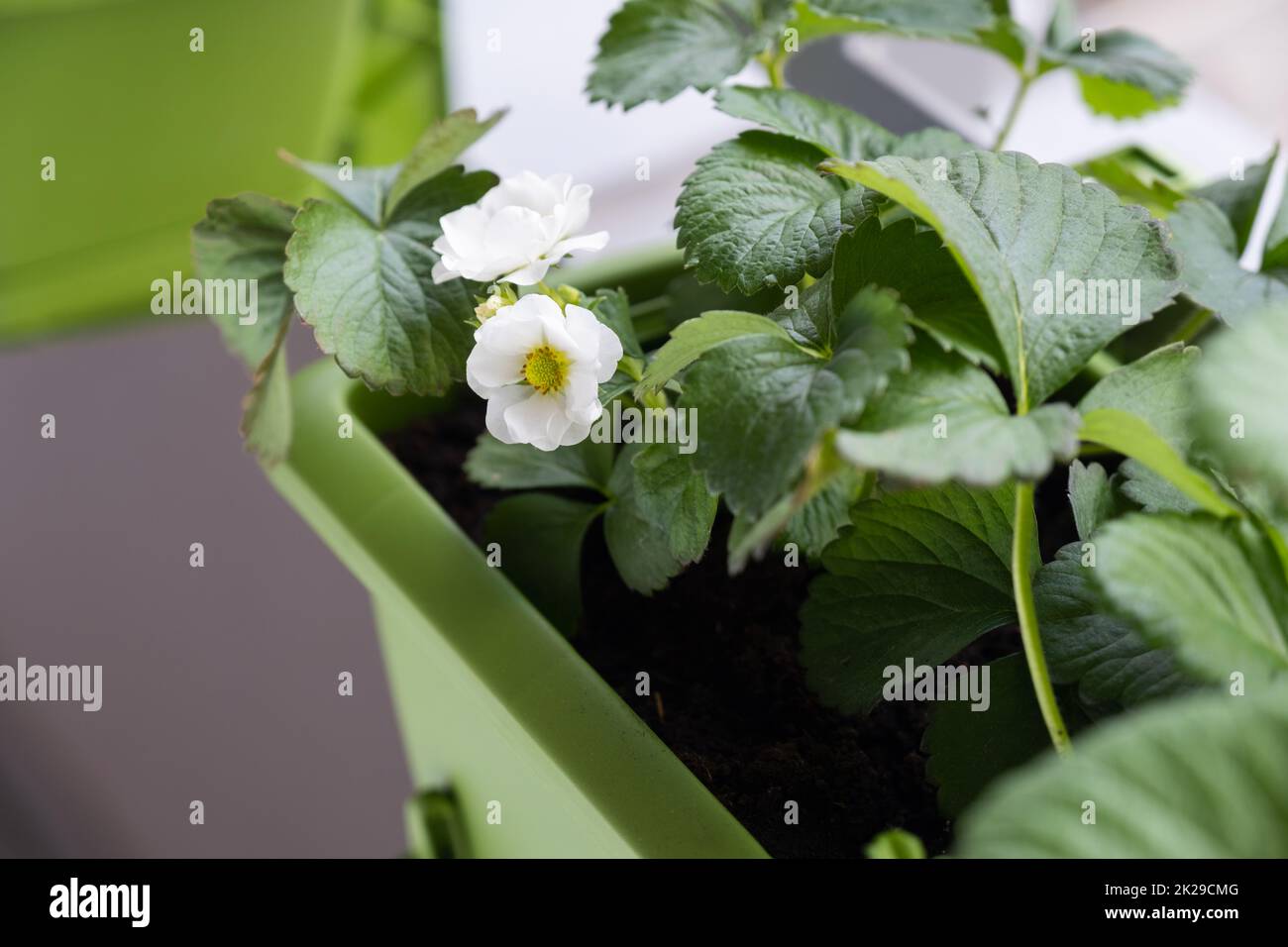 Flowering strawberry plant in pot. Growing strawberries on balcony