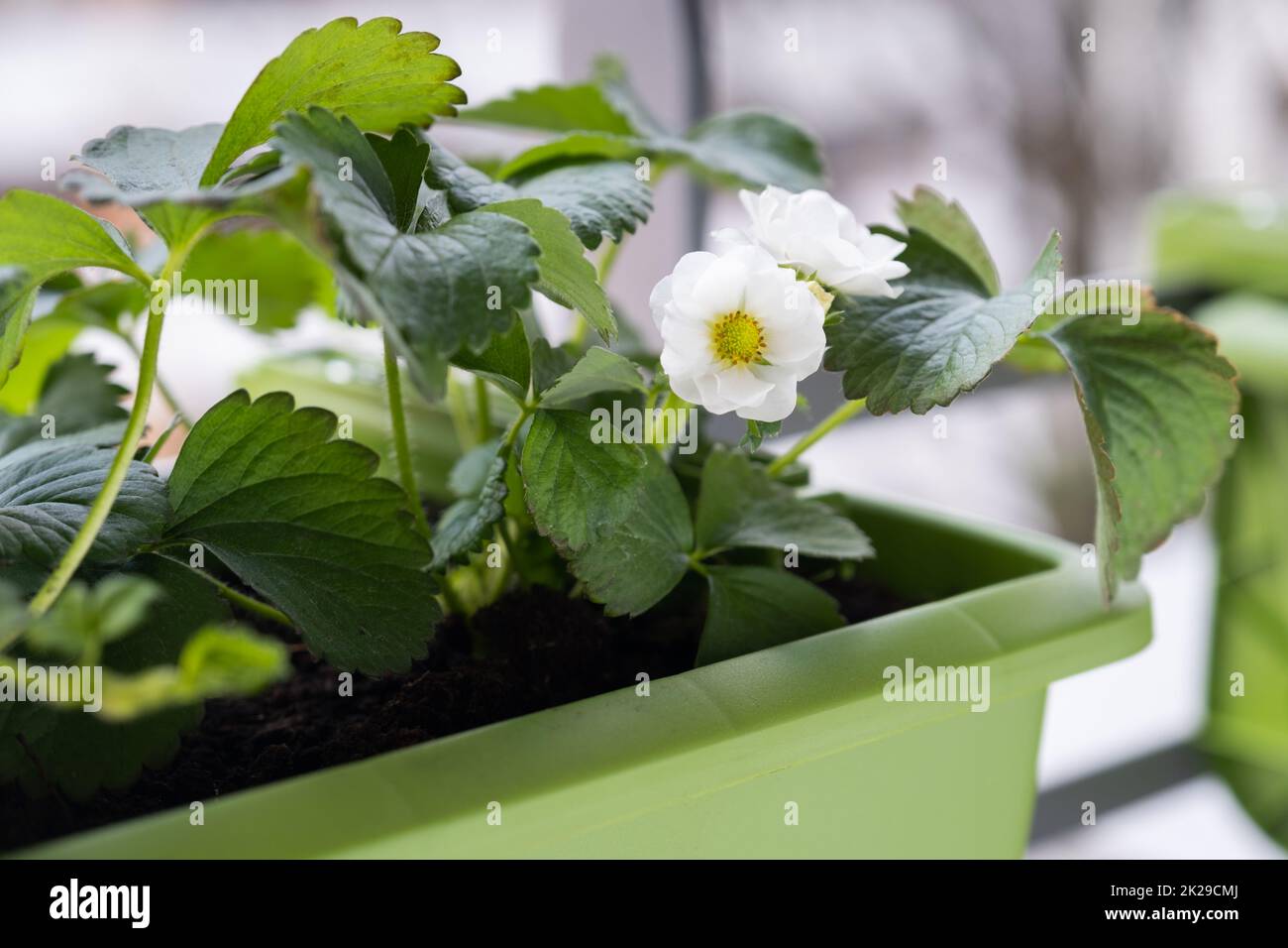 Flowering strawberry plant in pot. Growing strawberries on balcony