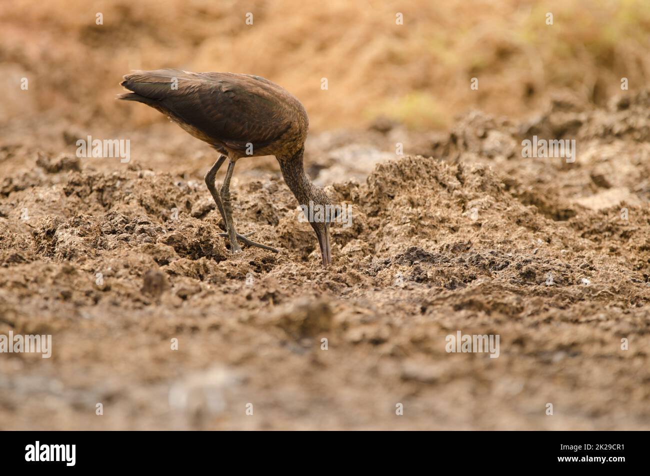 Glossy ibis searching for food. Stock Photo