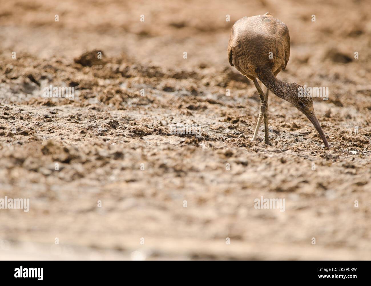 Glossy ibis searching for food. Stock Photo