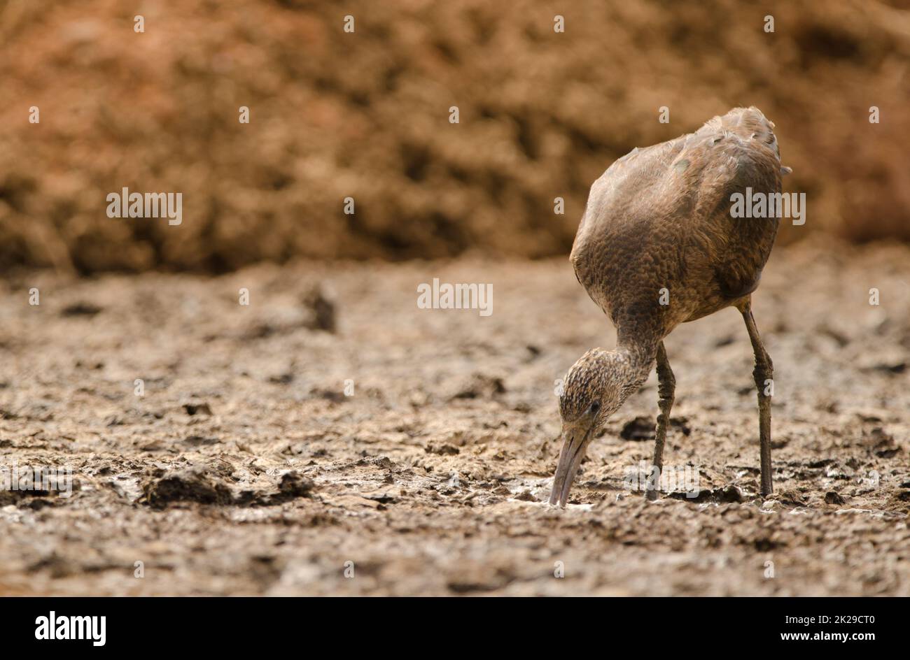 Glossy ibis searching for food. Stock Photo