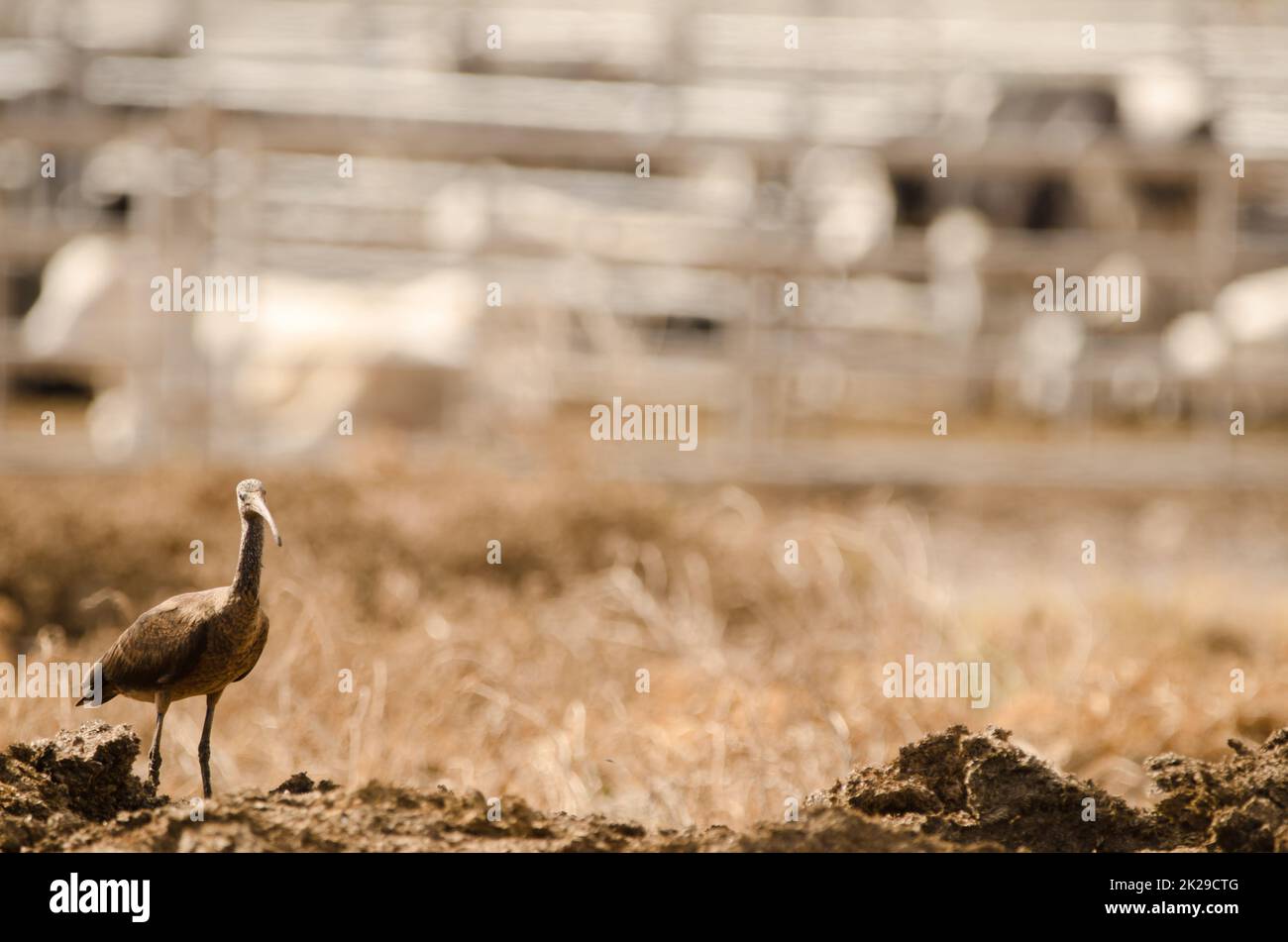 Glossy ibis Plegadis falcinellus standing. Stock Photo