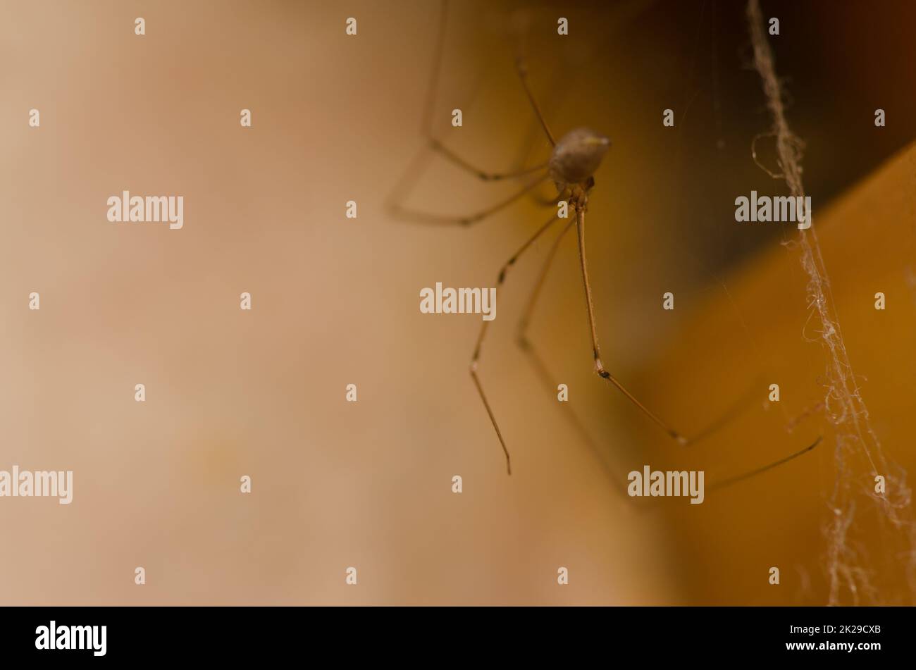 Daddy long-legs spider Pholcus phalangioides. Stock Photo