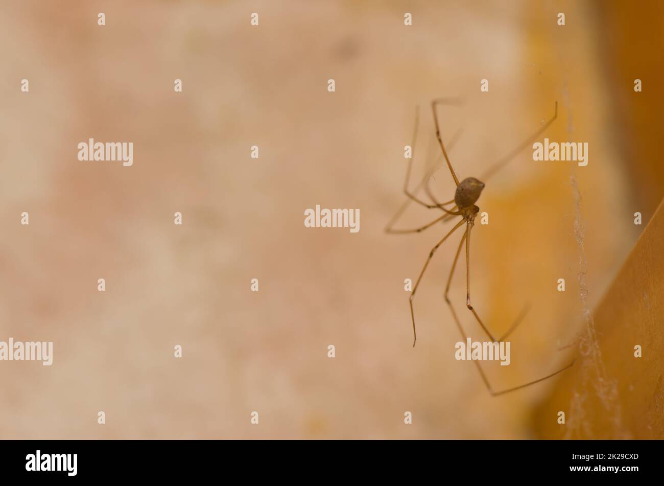 Daddy long-legs spider Pholcus phalangioides. Stock Photo
